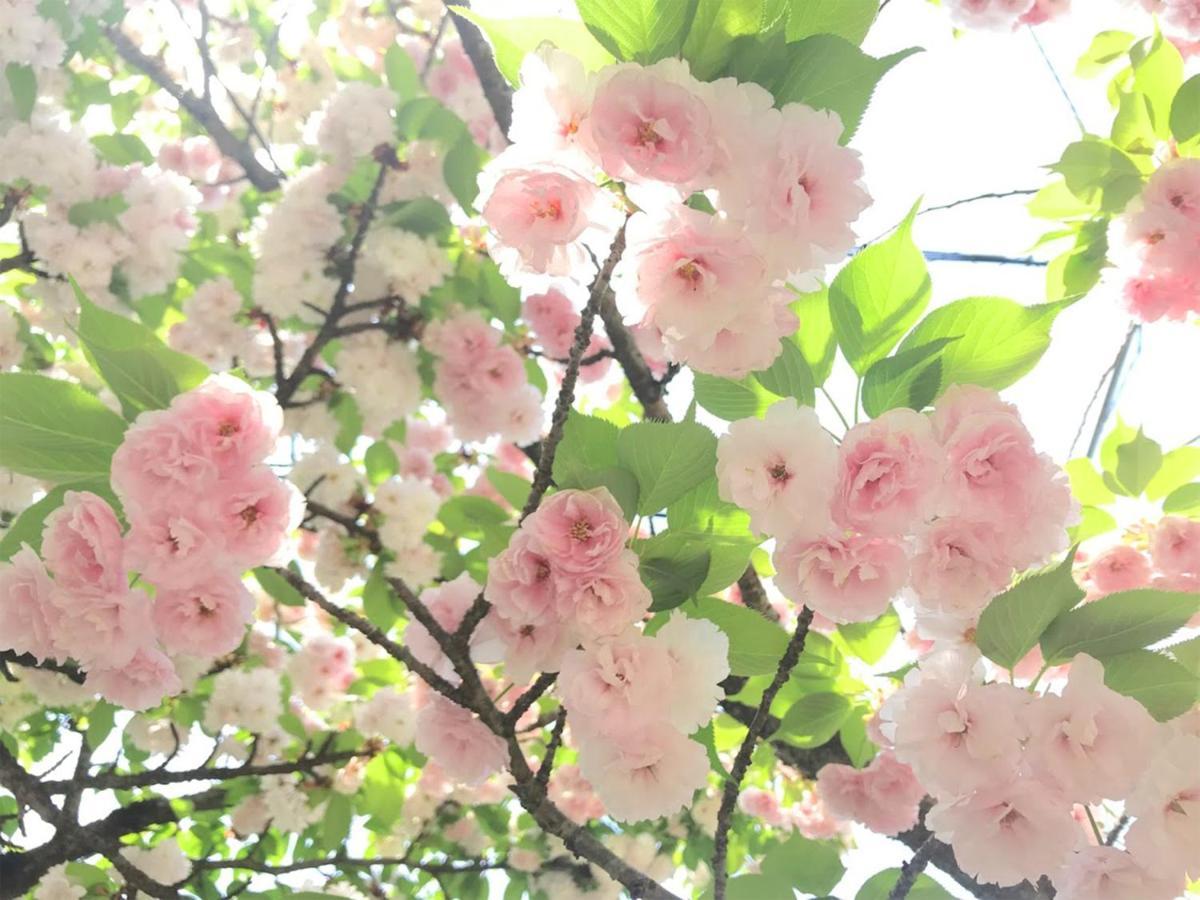Bed and Breakfast Yufuin Flora House Exterior foto